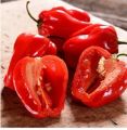 20 x Habanero Caribbean Red Chilli Pepper - Vegetable / Fruit Seeds Loose Pack. 