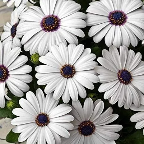 1 Packet Small Garden Dimorphotheca Flower Seeds अफ्रीकन डेज़ी/केप ...