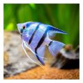 Small Tropical Fish Nutrition Hyperchromic Feed Fish Food 16 Grams. 
