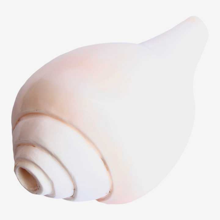 Shankha%20No.Medium%20Size%20-%20Image%203