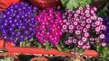 20 Plus Seeds Of Mix Cinenaria - Flower Seeds For Planting (Loose Packet). 