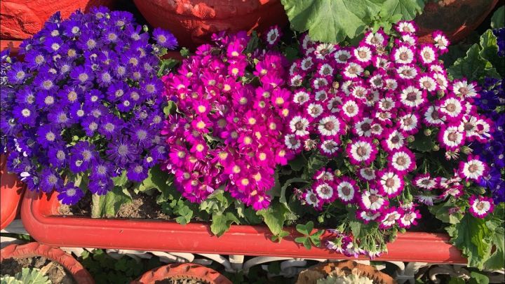 20%20Plus%20Seeds%20Of%20Mix%20Cinenaria%20-%20Flower%20Seeds%20For%20Planting%20(Loose%20Packet)%20-%20Image%207