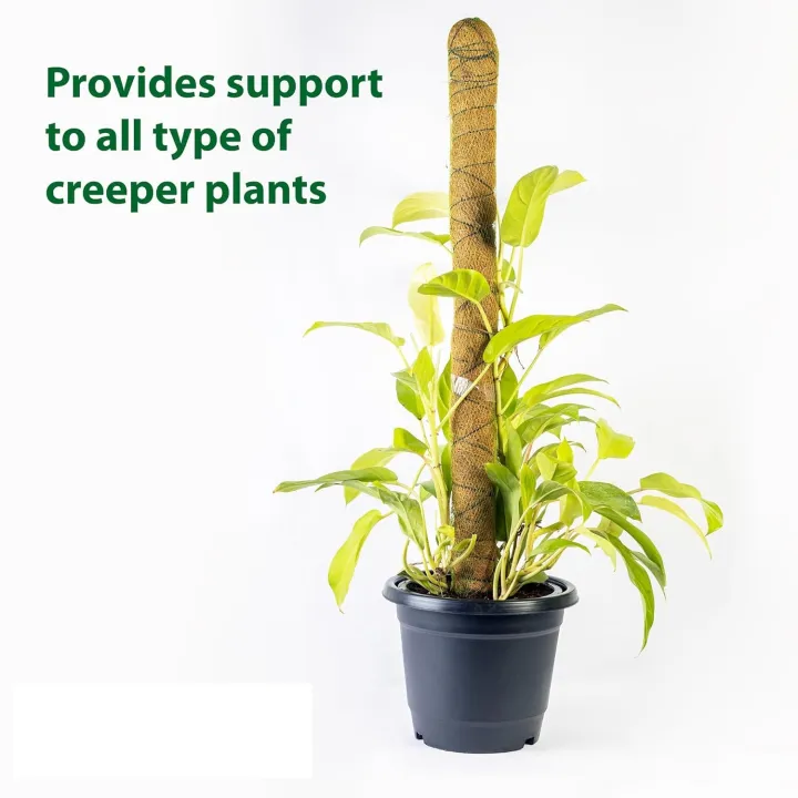 Coco%20Coir%20Stick%20Pole%20Moss%20Stick%20for%20Climbing%20Money%20Plant,%20Housing%20Plants%20Support%20%20(3%20Feet)%20-%20Image%203