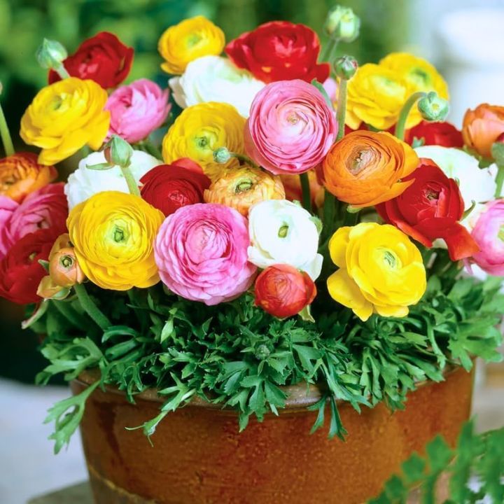 Ranunculus%20Asiaticus%20Mache%20Mix,10%20Seeds,%20Persian%20Buttercups,%20-%20Image%203