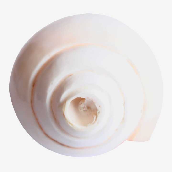 Shankha%20No.Medium%20Size%20-%20Image%204