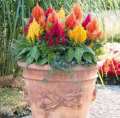 Celosia Plumosa Glorious Red and Mixed Flower 20 Seeds For Garden, Balcony and Bardali. 