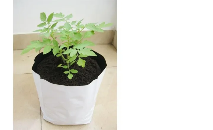 Grow%20Bags%20Medium%20(Pack%20of%2010%20pcs)%20,%20%E0%A4%97%E0%A5%8D%E0%A4%B0%E0%A4%BE%E0%A5%87%20%E0%A4%AC%E0%A5%8D%E0%A4%AF%E0%A4%BE%E0%A4%97%20%E0%A4%B8%E0%A4%BE%E0%A4%A8%E0%A4%BE%E0%A5%87%20%E0%A4%B8%E0%A4%BE%E0%A4%87%E0%A4%9C%20(%E0%A5%AC%20x%20%E0%A5%A7%E0%A5%A8%20%E0%A4%87%E0%A4%A8%E0%A5%8D%E0%A4%9A)%20-%20Image%204