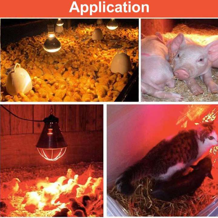 Infrared%20Heating%20Lamp%20Breeding%20Bulb%20With%20Free%20Heavy%20Duty%20Pendent%20Holder,%20200W/250W%20Pet%20Brooder%20Hatch%20Chicken,%20Animals%20Infrared%20Lamp%20By%20Bijulipasal%20-%20Image%208