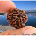 2 Pcs Rudraksha Original Nepali Six Faced  6 Mukhi Rudraksha. 