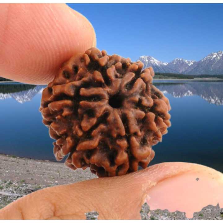 2 Pcs Rudraksha Original Nepali Six Faced  6 Mukhi Rudraksha