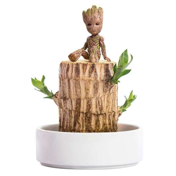 Hydroponic Lucky Tree Stump Desktop Potted Plant Groot Four Seasons Easy to Grow and Sprout Brazilian Wood