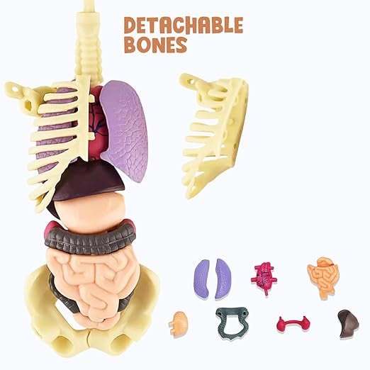 Discover, build, and understand the human body in an engaging hands-on ...