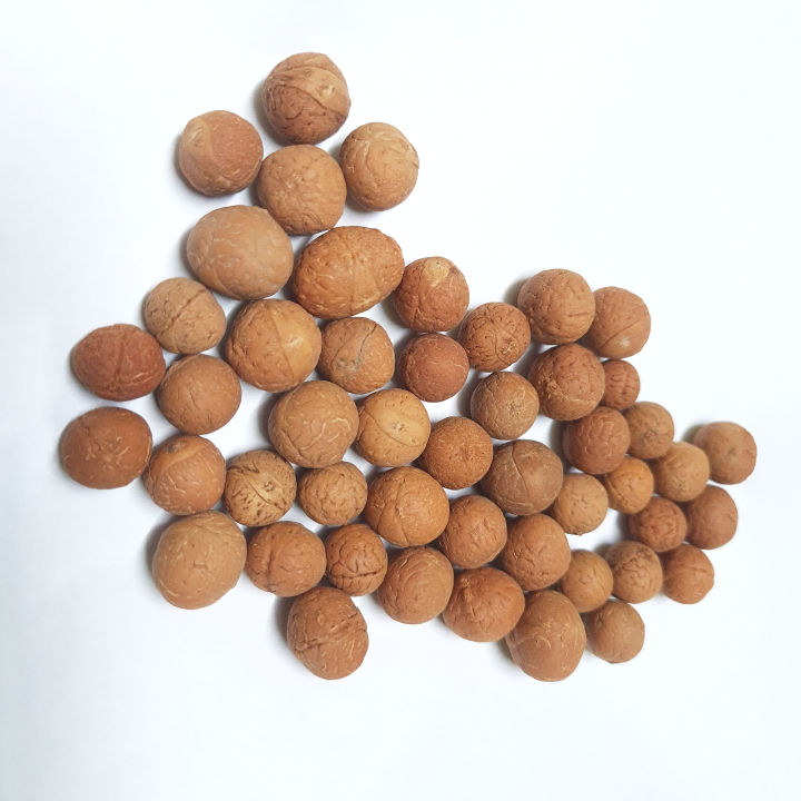 2 Mouth 11MM Bodhichitta/Buddachitta/Bodicitta For Mala 1 Piece