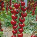 Mixed Tomato 20 Seeds - Cherry, Honey Cherry, Black Cherry And Sweet Cherry Tomato 40 Seeds For Garden And Balcony. 
