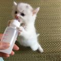 Pet Nursing Bottle Kits Replacement Nipple Cat Feeding Bottle for Newborn Kittens, Puppies, Rabbits, Small Animals. 