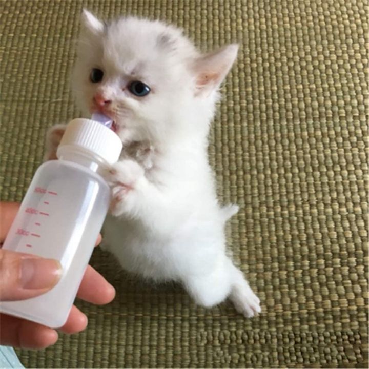 Pet%20Nursing%20Bottle%20Kits%20Replacement%20Nipple%20Cat%20Feeding%20Bottle%20for%20Newborn%20Kittens,%20Puppies,%20Rabbits,%20Small%20Animals%20-%20Image%206