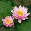 10 seeds 4 color mix Bowl Lotus Flower Seed water Aquatic Plants Nelumbo. 