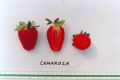 20+ Camarosa Strawberry Seeds for Planting –  Non GMO Heirloom Camarosa Strawberry Seeds – Great Gardening Gift - Loose Pack. 