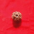 Rudraksha Original Nepali Eight Face / 8 Mukhi Rudraksha Brown Colour For Man, Woman And Child. 