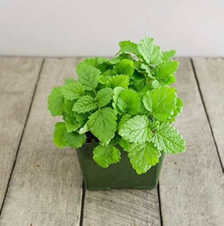 Lemon%20Balm%20Seeds%20for%20Planting%20(20+%20Seeds)%20-%20Non-GMO%20Lemon%20Balm%20Herb%20Seeds%C2%A0-%C2%A0Loose%C2%A0Pack%20-%20Image%204