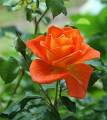 Different Color Rose Seeds - 1 Packet Of Rose Flower Seeds With 5 Seeds For Each Seeds. 