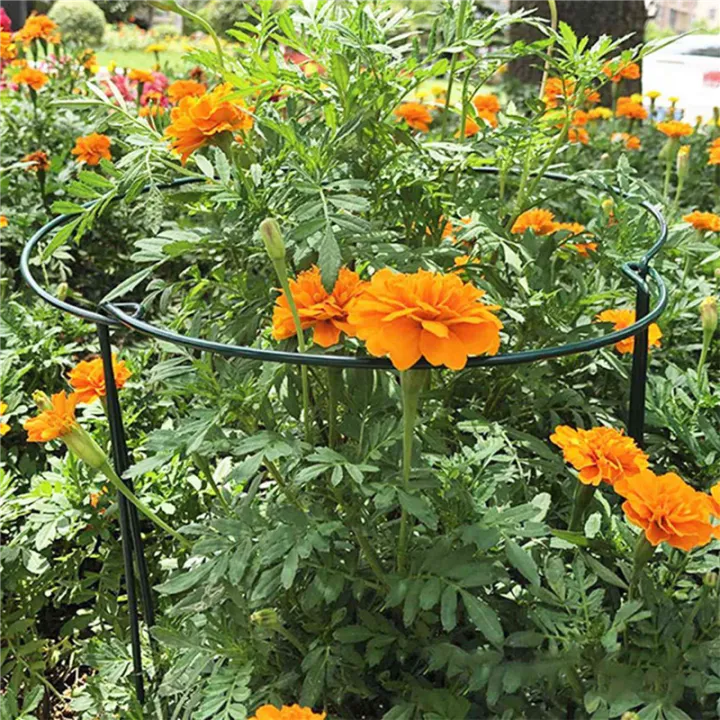 12%20Pack%20Large%2060cm%20Tall%20Bow%20Plant%20Support%20Stakes,%20Strong%20Metal%20Garden%20Supports%20Half%20Round%20Flower%20Hoops%20-%20Image%204