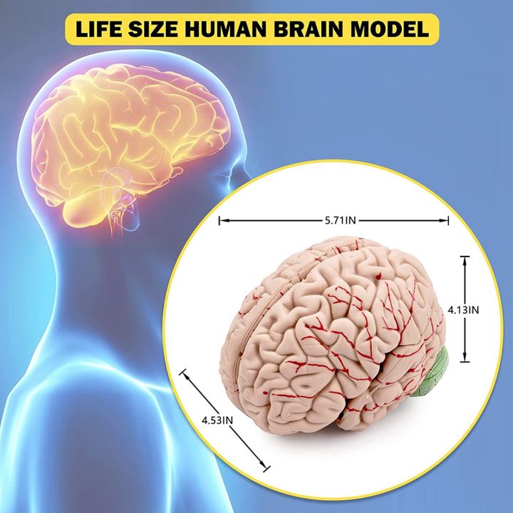 Human Brain,Life Size Human Brain Anatomy Model with Display Base, for ...