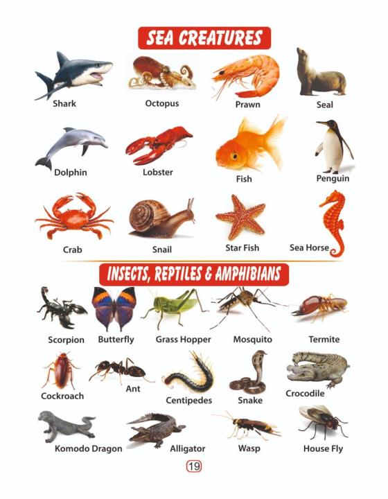 My%20First%20Board%20Book%20Of%20All%20In%20One%20With%20Nepali%20Varnamala%20(Pre-School%20ABC%20Board%20Book%20For%20Kids%20-%20With%20Nepali%20Varnamala)%20Educational%20Book%20For%20Children%20-%20Image%206