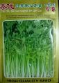 Celery Seeds 50 Nos Kitchen Garden Balcony Vegetable. 