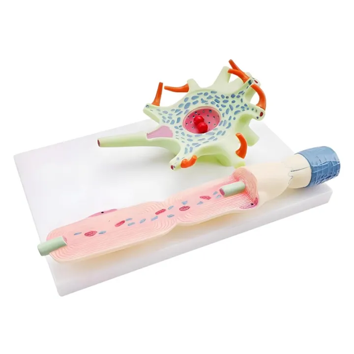 NCANRUI Neuronal Model Neuron Anatomy Model for Teaching Science ...