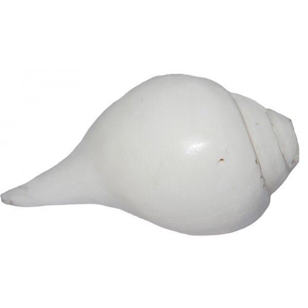 Indian Shankh, Shank, Shonkho Blowing Conch Shell White Shankh, White Blowing Shankha, Blowing Conch Shell, Sanka For 2024 Blowing, Home Decor