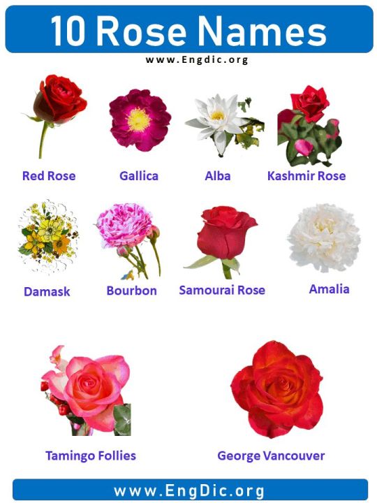 100%20Seeds%20Of%20mixed%2010%20types%20Rose%20Seeds%20-%20Image%203