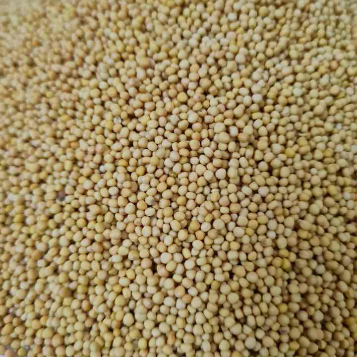 Mustard%20yellow,pahelo%20sarsiu%20200gm%20-%20Image%203