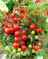 Sweet Cherry Tomato Seeds 20 Seeds. 