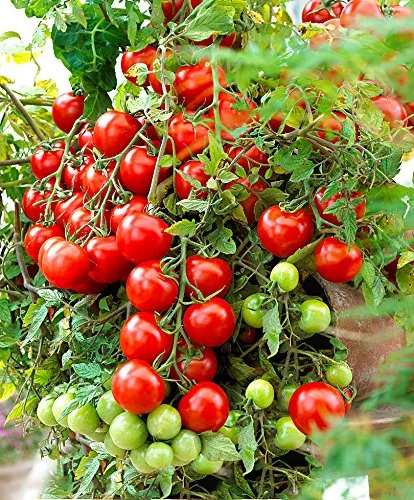Sweet%20Cherry%20Tomato%20Seeds%2020%20Seeds%20-%20Image%205