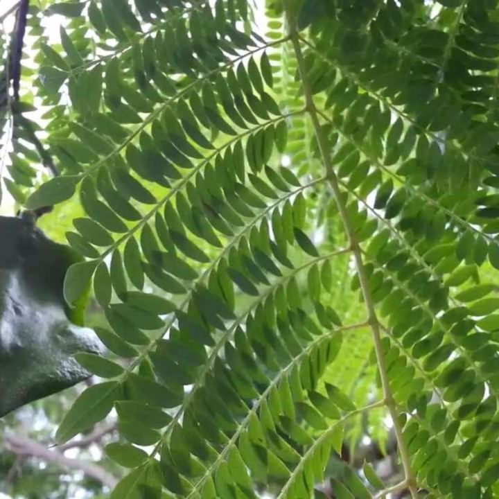 Birendra%20Ful%20Jacaranda%20Seeds%20(Jacaranda%20mimosifolia)%20Packet%20of%2010%20Seeds%20-%20Image%203