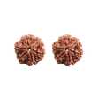 2 Pcs Rudraksha Original Nepali Six Faced 6 Mukhi Rudraksha. 