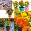 Sayapatri Seeds care Marigold F2 Hybrid, Dwarf Plant Big Flower Seeds (20 Seeds) For Balcony and Garden. 