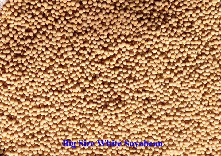 White%20Soyabean%201%20Kg%20-%20Image%204