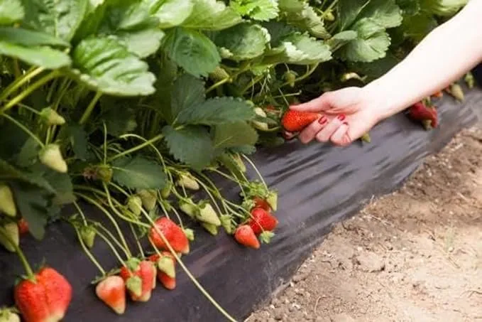 20+%20Camarosa%20Strawberry%20Seeds%20for%20Planting%20%E2%80%93%20%20Non%20GMO%20Heirloom%20Camarosa%20Strawberry%20Seeds%20%E2%80%93%20Great%C2%A0Gardening%C2%A0Gift%C2%A0-%C2%A0Loose%C2%A0Pack%20-%20Image%203