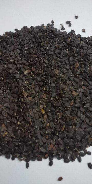 Ban%20Silam%20(%20Himalayan%20Mint%20)%20Seeds%20500%20gm%20-%20Image%204