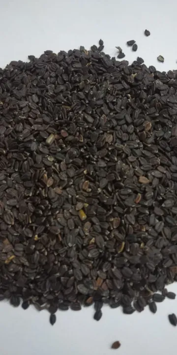 Ban%20Silam%20(%20Himalayan%20Mint%20)%20Seeds%20500%20gm%20-%20Image%204