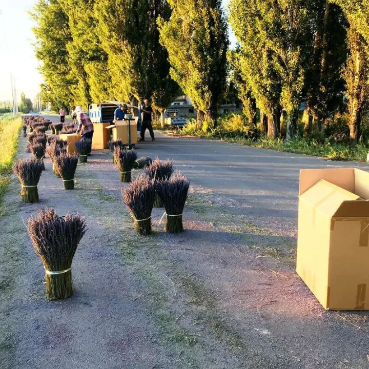 Wanhua%20Gift%20Xinjiang%20Ili%20Lavender%20British%20Orchid%20Bouquet%20Living%20Room%20Decoration%20Dried%20Flowers%20-%20Image%203