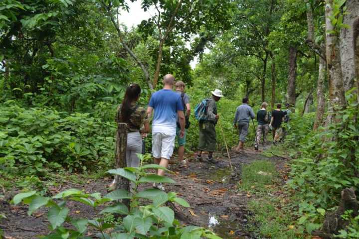 Jungle Walk Half Day Activities