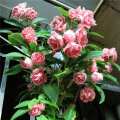 Balsam Camellia Mixed Flower Seeds Impatiens Balsamina Mixed Flower 20 seeds For Garden and Balcony. 