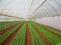 30x50 Feet  / 9.2*15.24 Meter Superpaulin Poly Tunnel Plastic 120 GSM/ Durable / Waterproof / Sustainable. 