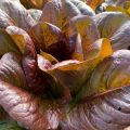 Romaine Red Lettuce Seeds For Planting | Best Kitchen Garden Gift | Comes in Loose Pack (10+ Seeds) | Fresh & New Seeds. 