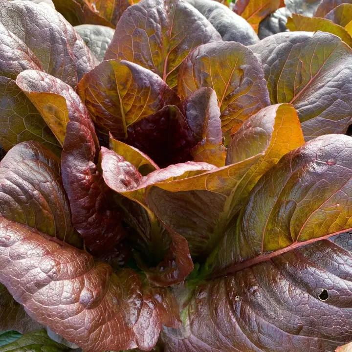 Romaine%20Red%20Lettuce%20Seeds%20For%20Planting%20%7C%20Best%20Kitchen%20Garden%20Gift%20%7C%20Comes%20in%20Loose%20Pack%20(10+%20Seeds)%20%7C%20Fresh%20&%20New%20Seeds%20-%20Image%202
