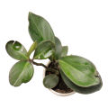 Peperomia Green Indoor Plant | For Home Décor | Decorative Plant. 