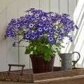 20 Plus Seeds Of Mix Cinenaria - Flower Seeds For Planting (Loose Packet). 